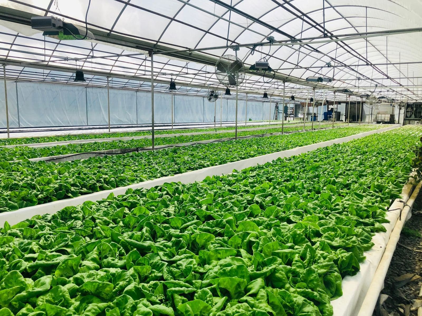 Rows of leafy greens growing inside a greenhouse